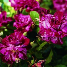 Seedling rose 