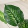 Artificial bush "Diffenbachia" 65 cm