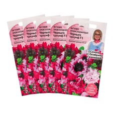 Flowers of Petunia 
