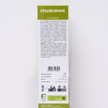 Gooseberry "Snezhana", 1 pc, tube, spring 2025-1