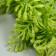 Artificial plant for creativity "thuja" 1 bouquet = 6 branches green 13 cm