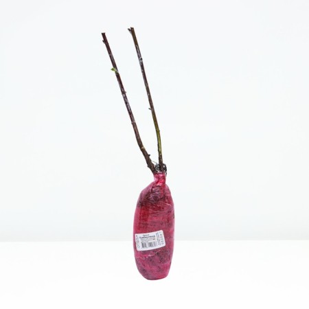 Raspberry Chernolor varieties suite "Kumberland", 1 pc, tube, spring 2025-2