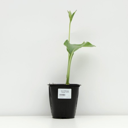 Khosta Zibolda "Eleans", pot C3, 1 pc, Spring 2024-2