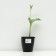 Khosta Zibolda "Eleans", pot C3, 1 pc, Spring 2024