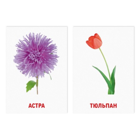 Training cards according to the method of Glena Doman "Flowers", 8 cards, 3+-1