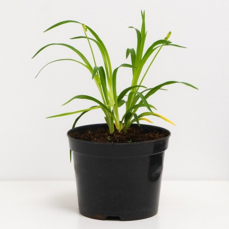 Lilenik Hybrid Stella d’Ooro, C2 pot, H10-50 height, 1 pc, summer 2024-1