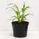 Lilenik Hybrid Stella d’Ooro, C2 pot, H10-50 height, 1 pc, summer 2024