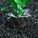 Artificial aquarium plant, 3 x 13 cm, green
