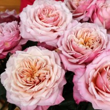 Seedling rose 