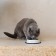 Metal bowl for a cat with a non-slip base “Moore!”, 235 ml, 15x3.5 cm