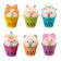 Squashi crumpet "Cutie in a glass", species mix