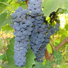 Grapes seedling 