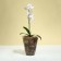 Pot for orchids, 1.5 l, 13 × 17 cm, plastic, transparent gray