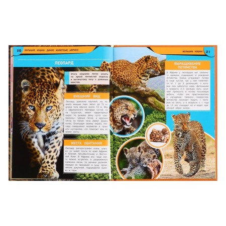 Encyclopedia "Big Cats. Africa wild animals ", 48 pages-5