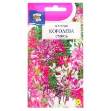 Cleom's flowers 