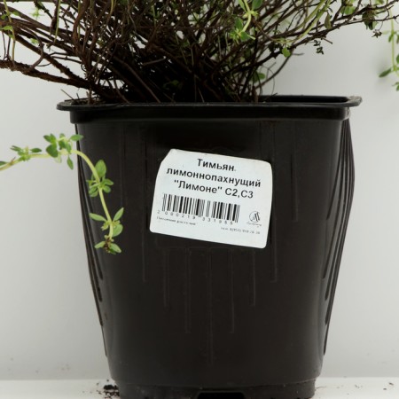 Timyan lemon -smelling "lemon", pot C3, 1 pc, spring 2024-3