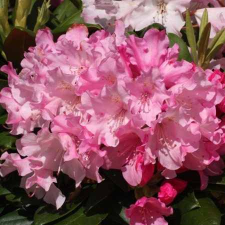 Rhododendron hybrid "Hahmans Charmant", tube, 1 pc, spring 2025