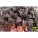 Rogersia Klenolite, pot C3, 1 pc, spring 2024