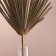 Washingtoni Palm sheet "Fan" 50-60 (+/- 6 cm), 1 pc, col. natural