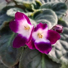 Indoor flower violet burgundy with white, pot D10
