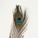 Decorative feather "Peacock" h = 70-80 cm