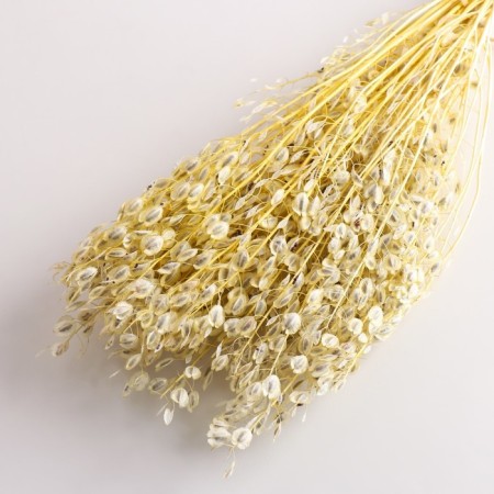 Set of dried flowers "Monetnik", banch length 60 (+/- 6 cm), bleached-2