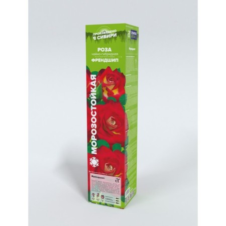Sahenian Rosa Tea-Hybride "Frendship", 1 pc, spring 2024
