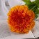 Artificial flowers "chrysanthemum lux" d-9 cm, 50 cm, orange