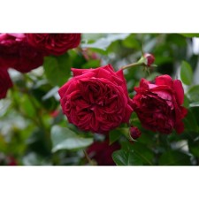 Seedling Rosa Floribunda 