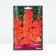 Gladiolus large-flowered "Magma", rr 12/14, 5 pcs, spring 2024