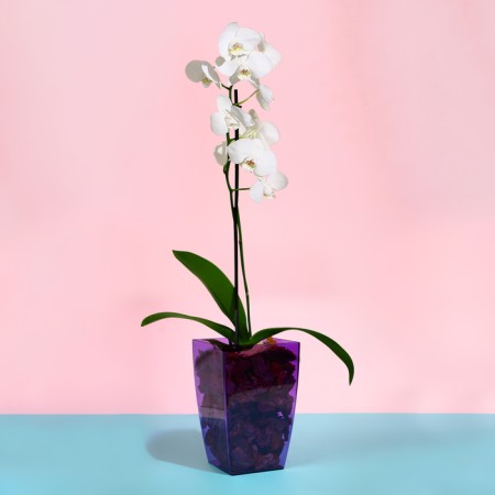 Pot for orchids, 2 l, 12.5 × 19.5 cm, plastic, transparent purple-2