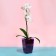 Pot for orchids, 2 l, 12.5 × 19.5 cm, plastic, transparent purple