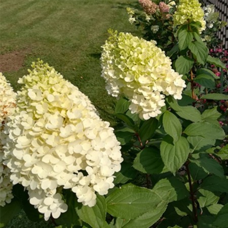 Hercules Hercules Hercules Hydrangea, 1 pc, tube, spring 2025