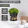 Pot for the flowers of the shade "Goldi", 800 ml, black color