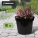 Pot for seedlings, 10 l, d = 29 cm, h = 22.5 cm, black, Greengo