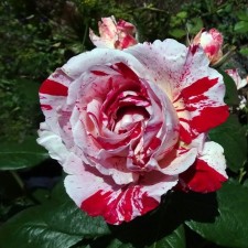 Seedling rose 