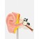 Matcage "Ear in section" 9*7*4cm