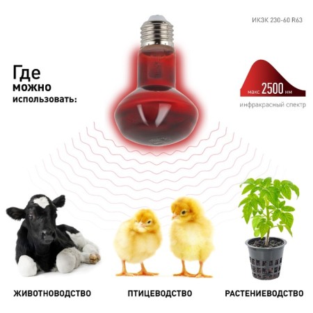 Infrared lamp for heating animals, era, IKZK 230-60 R63, E27, 60 watts-1