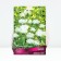 Hybrid Schneevithen Monard, Rr. L, 1 pc, Spring 2025
