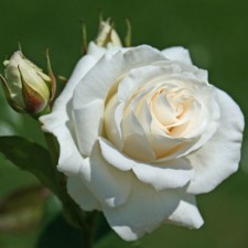 Seedling rose 