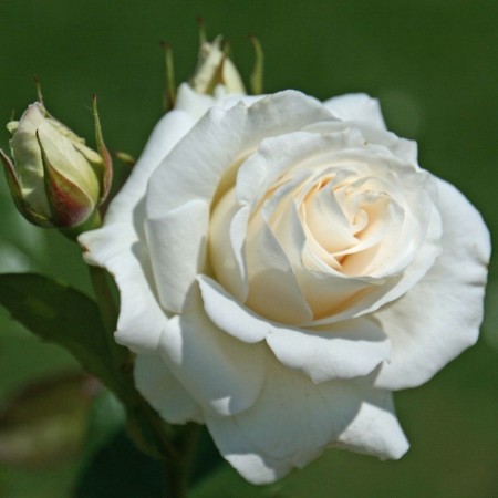 Seedling rose "Pascal", tube, spring 2025