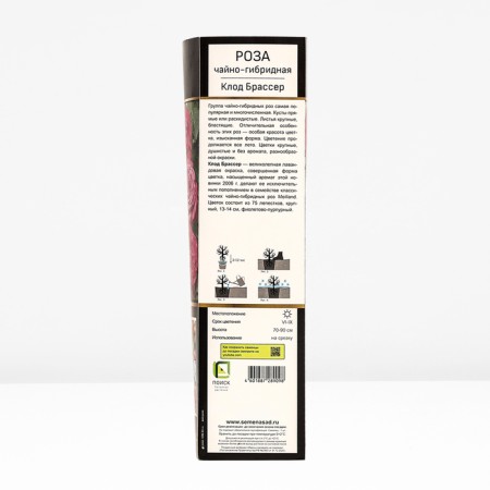 Seedling Rosa Meyan Tea-Hybride "Claude Brasser", tube, 1 pc, spring 2025-2