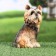 Garden figure "Terrier" 9x12x19cm ////