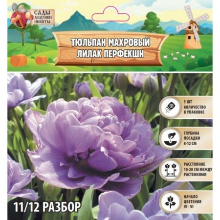 Tulip Tremier Lilak Perfect, river 11/12, 5 pcs, autumn 2023