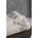Arya Home Palm towel, 550 g, size 50x90 cm, powder color
