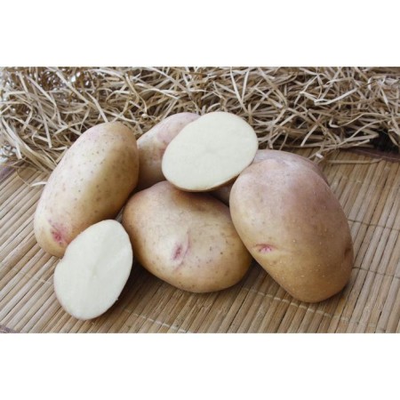 Fritella seed potatoes 2 kg super elite, r/r 28/55-1