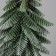 Christmas tree decor "snowy with sparkles, in a pot" 33x9 cm