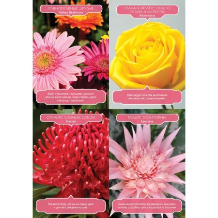 Floral therapy magic. (44 cards + brochure). Virche D. RIVS R.-2