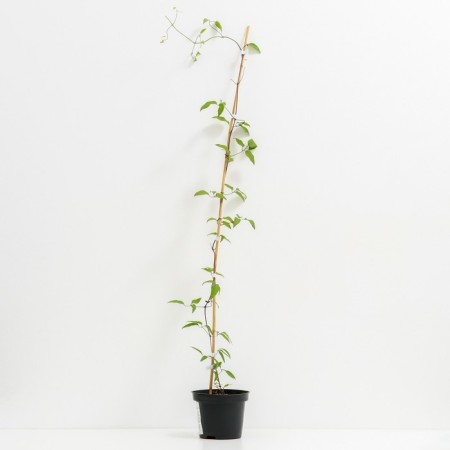 Clematis large-flowered president, C2 pot, H20-40 Height, 1 pc, summer 2024-1