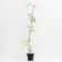 Clematis large-flowered president, C2 pot, H20-40 Height, 1 pc, summer 2024